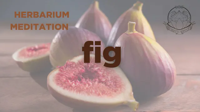 fig meditation - herbarium  - january...