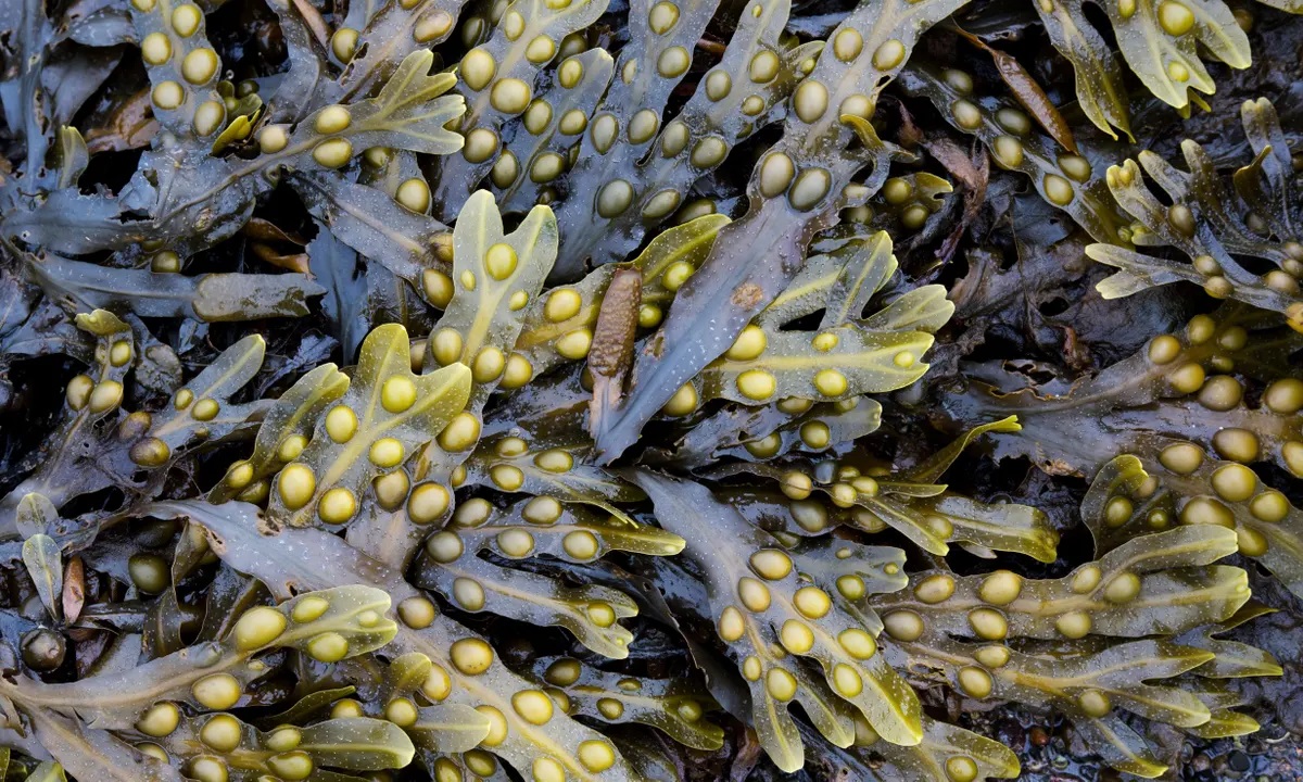 Seaweed