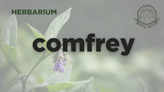 comfrey herbarium - september 2025