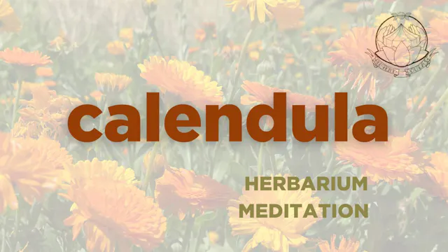 Calendula meditation - september 2025...