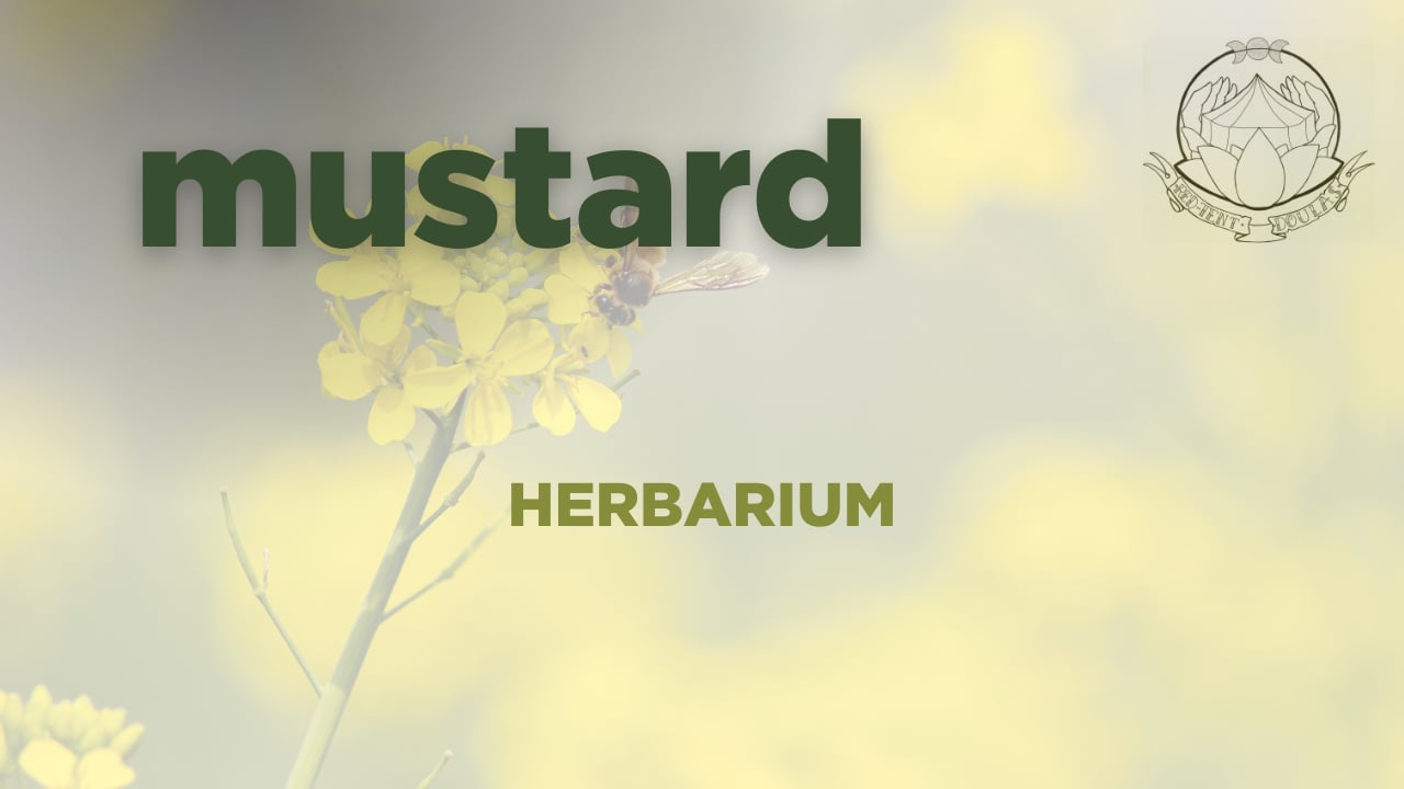 mustard herbarium  2026-06-28
