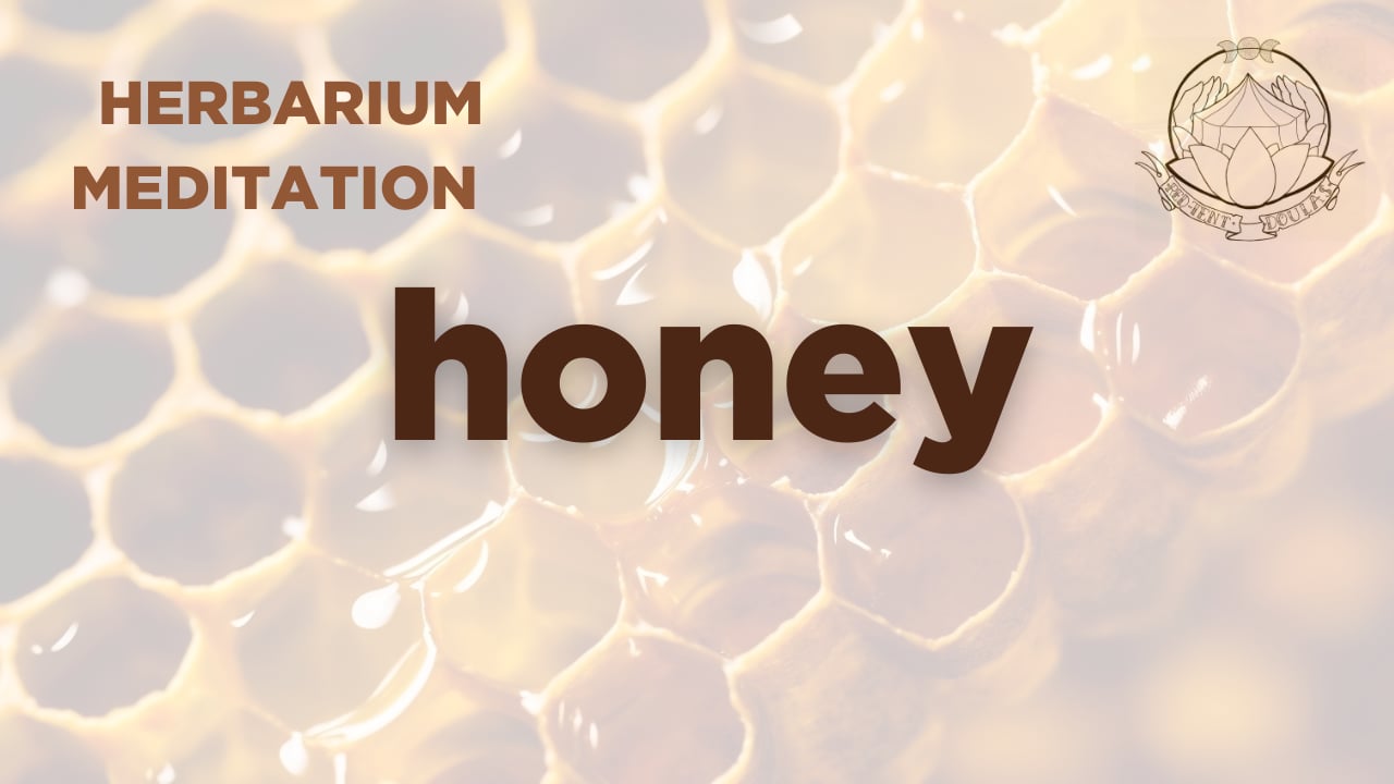 honey meditation - herbarium  - 2026, june