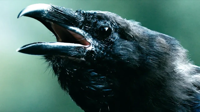 Winterfylleth - Echoes In The After