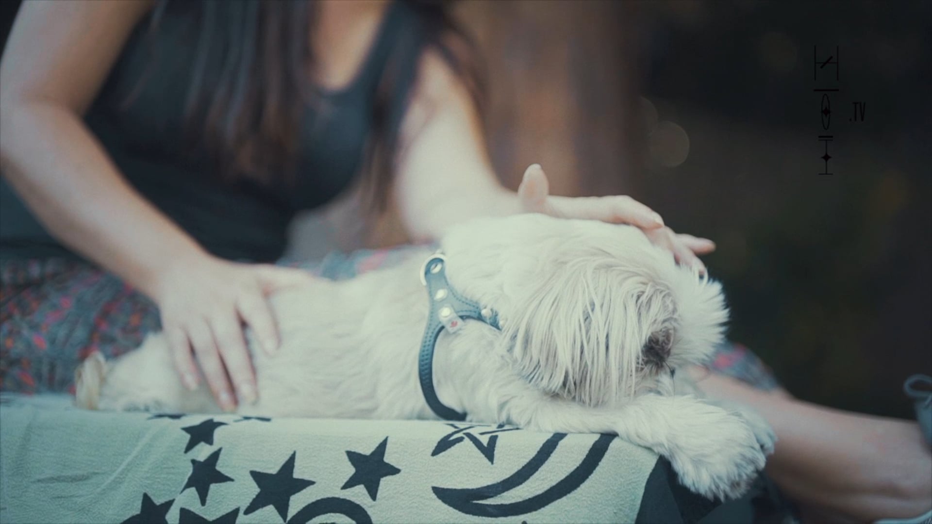 Healing Pets with B.E.S.T.