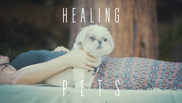 Healing Pets