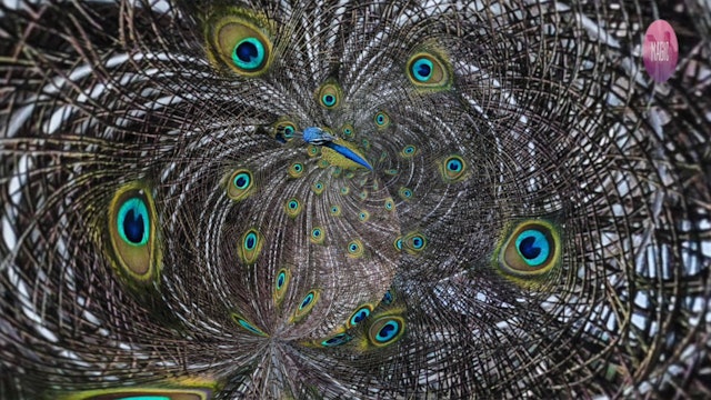 Full Moon in Aries Guided Meditation Ritual