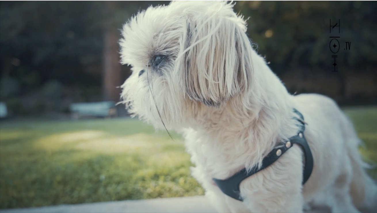 Introduction to Healing Pets