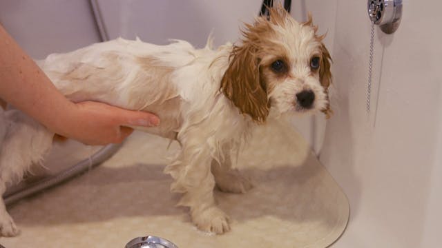 Wendy's First Bath