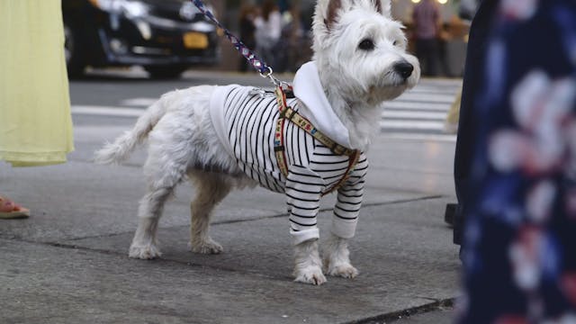 NY Dog Fashion Week