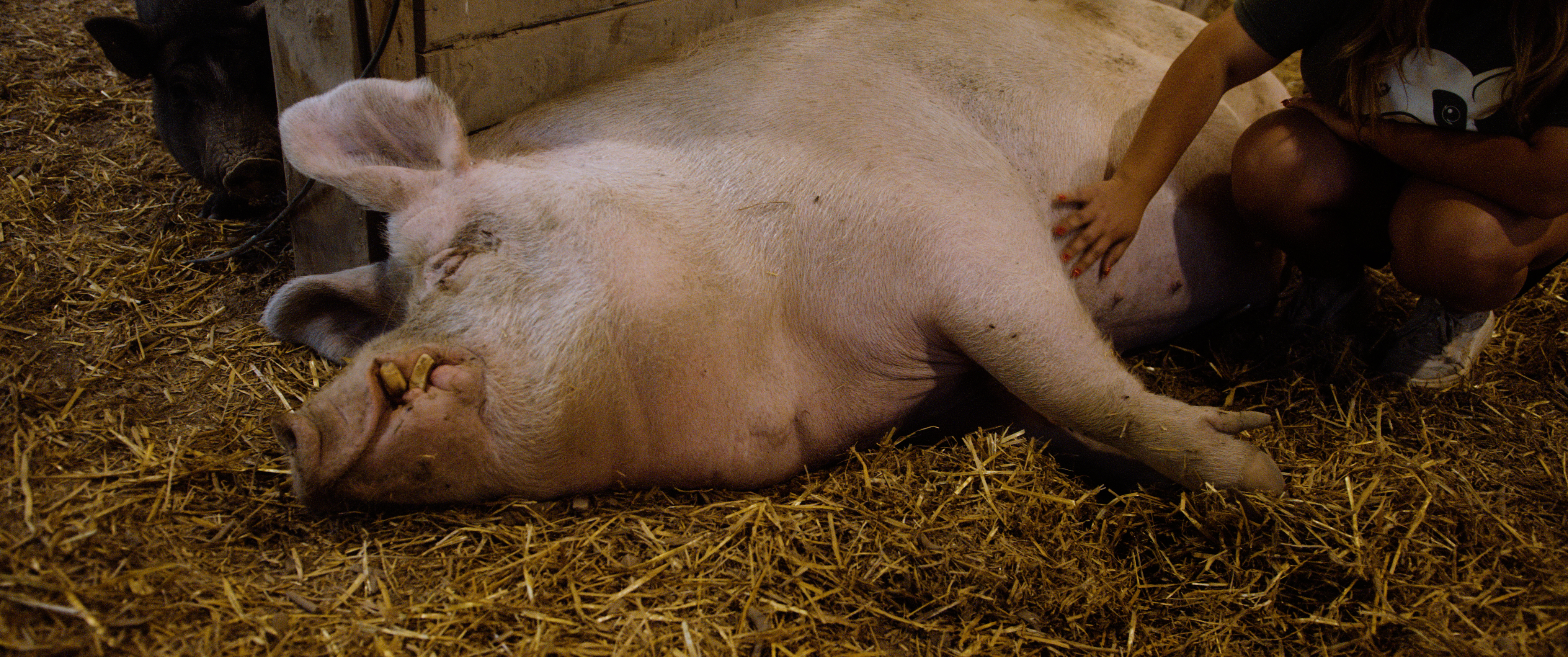 When Pigs Fly: Trixie's Story