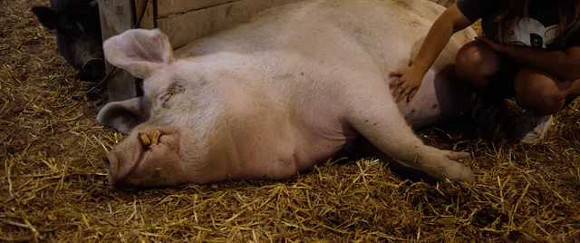 When Pigs Fly: Trixie's Story