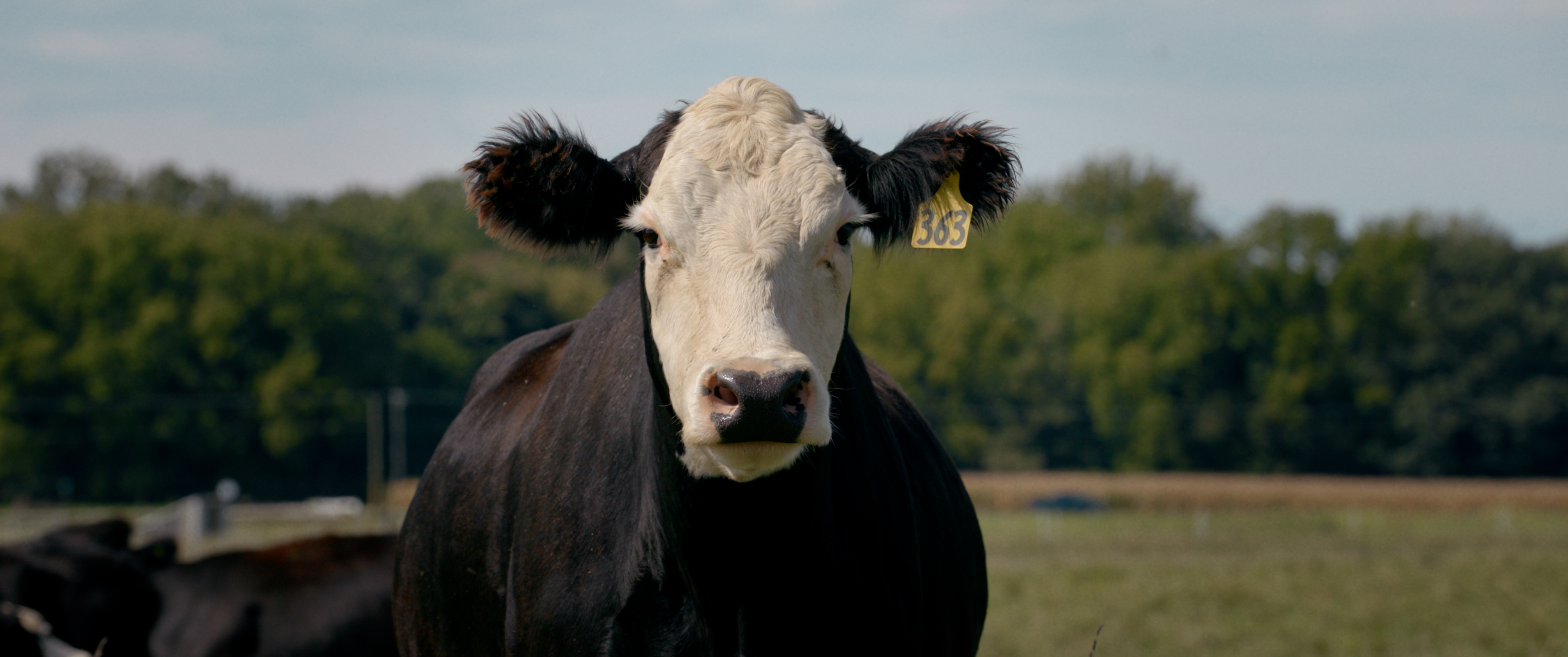 More Than Corn Stories - Trailer