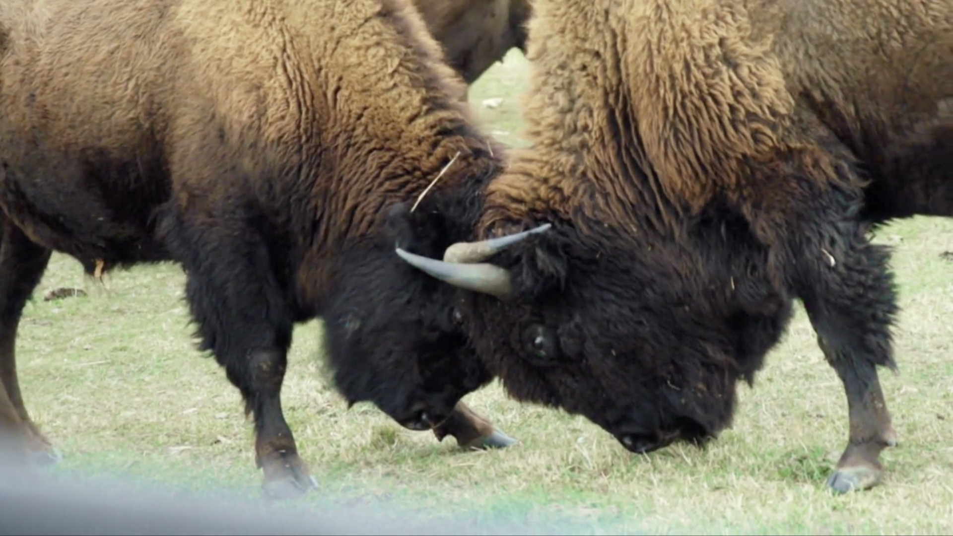 Wild Winds: Spirit of the Bison