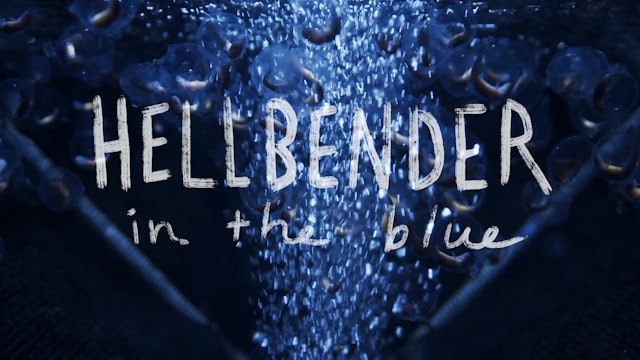 Hellbender in the Blue
