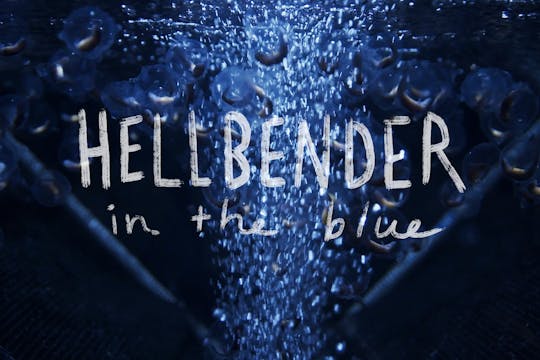 Hellbender in the Blue