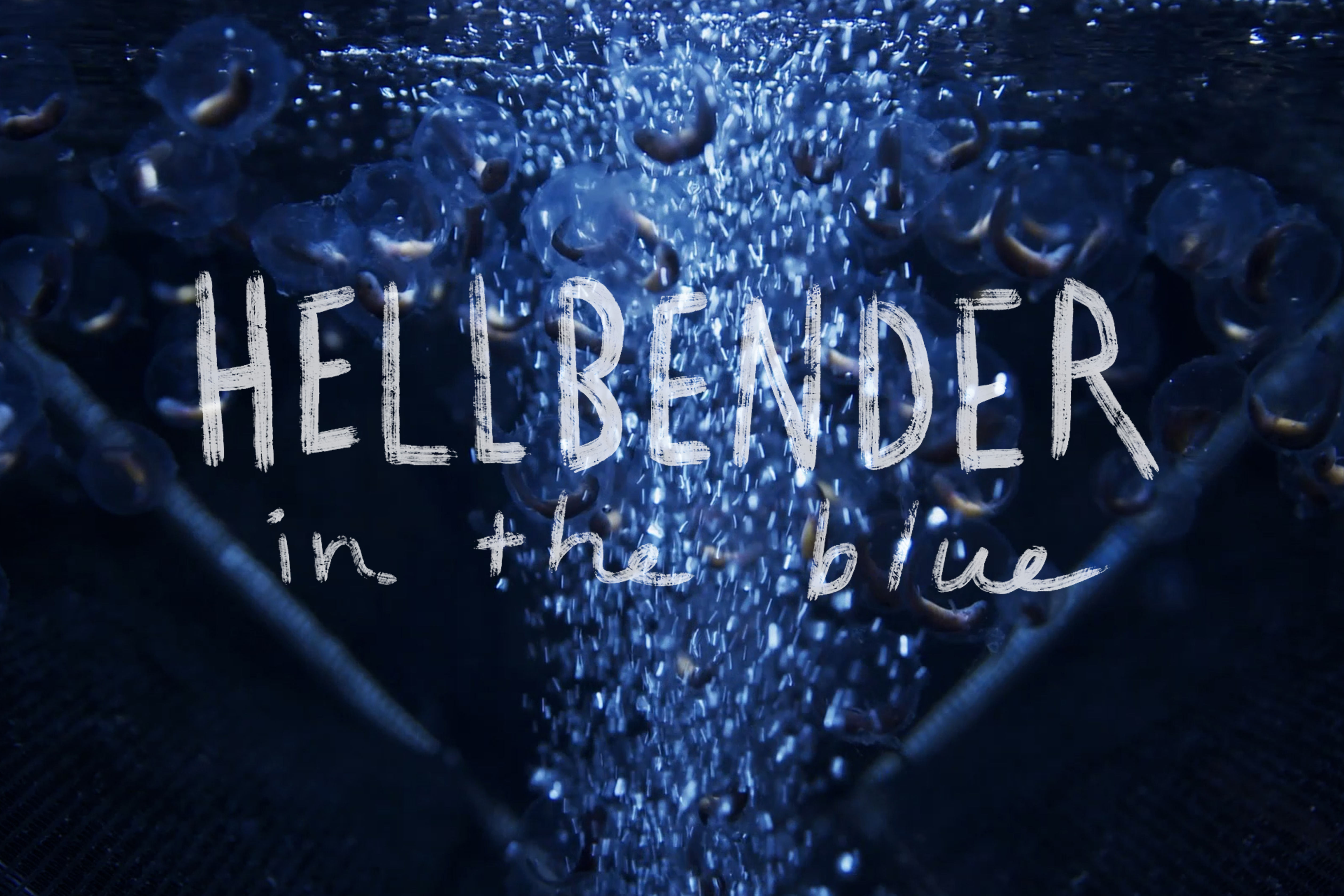 Hellbender in the Blue