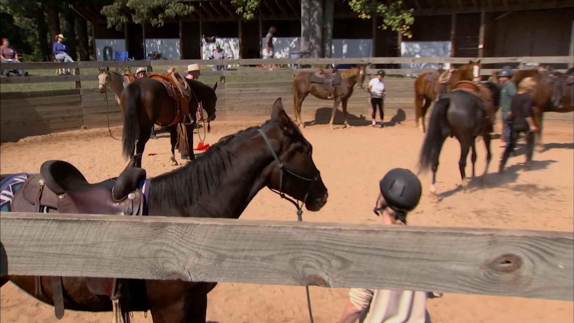 Groundwork 1 - Chapter 16 - Bridling/Haltering Tips - Bridling Tips