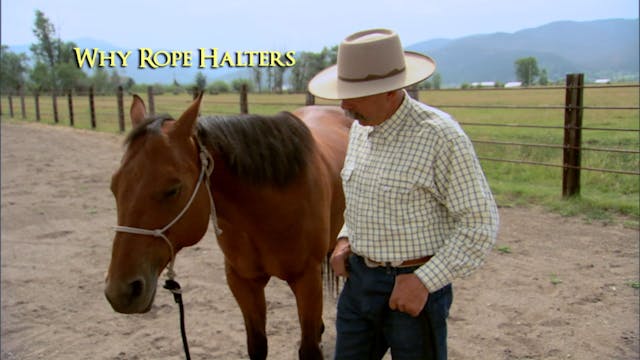 Disc 1 - Chapter 14 - Bridling/Haltering Tips - Why Rope Halters