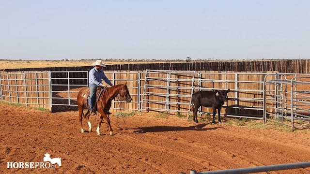 Working a Green and Duller Horse on Cows