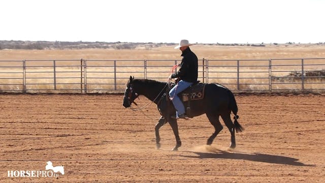 Getting a Horse ready to Rope