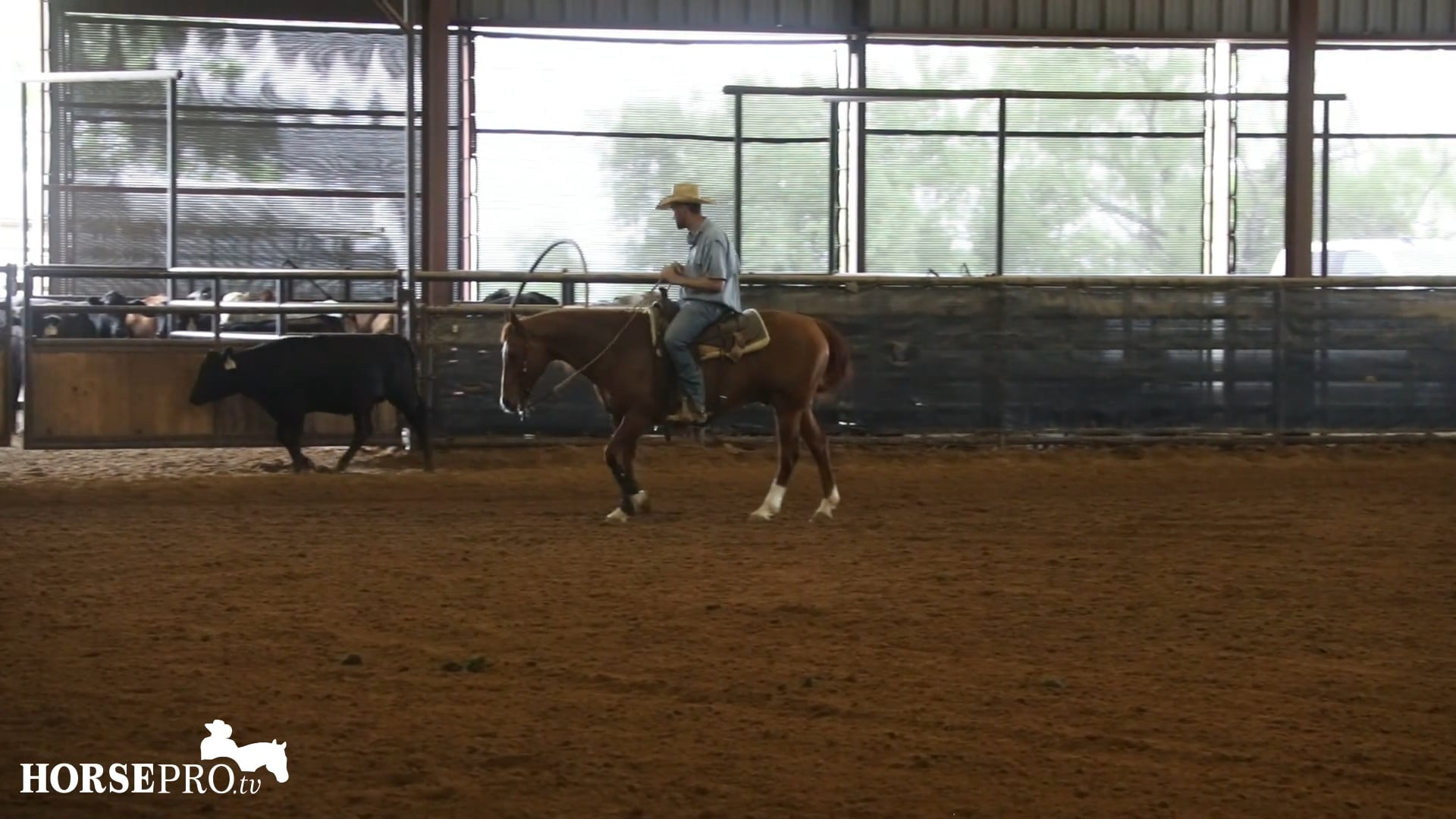 Episode 12: Working on Calming and Controlling a Hotter Show Horse on a Cow