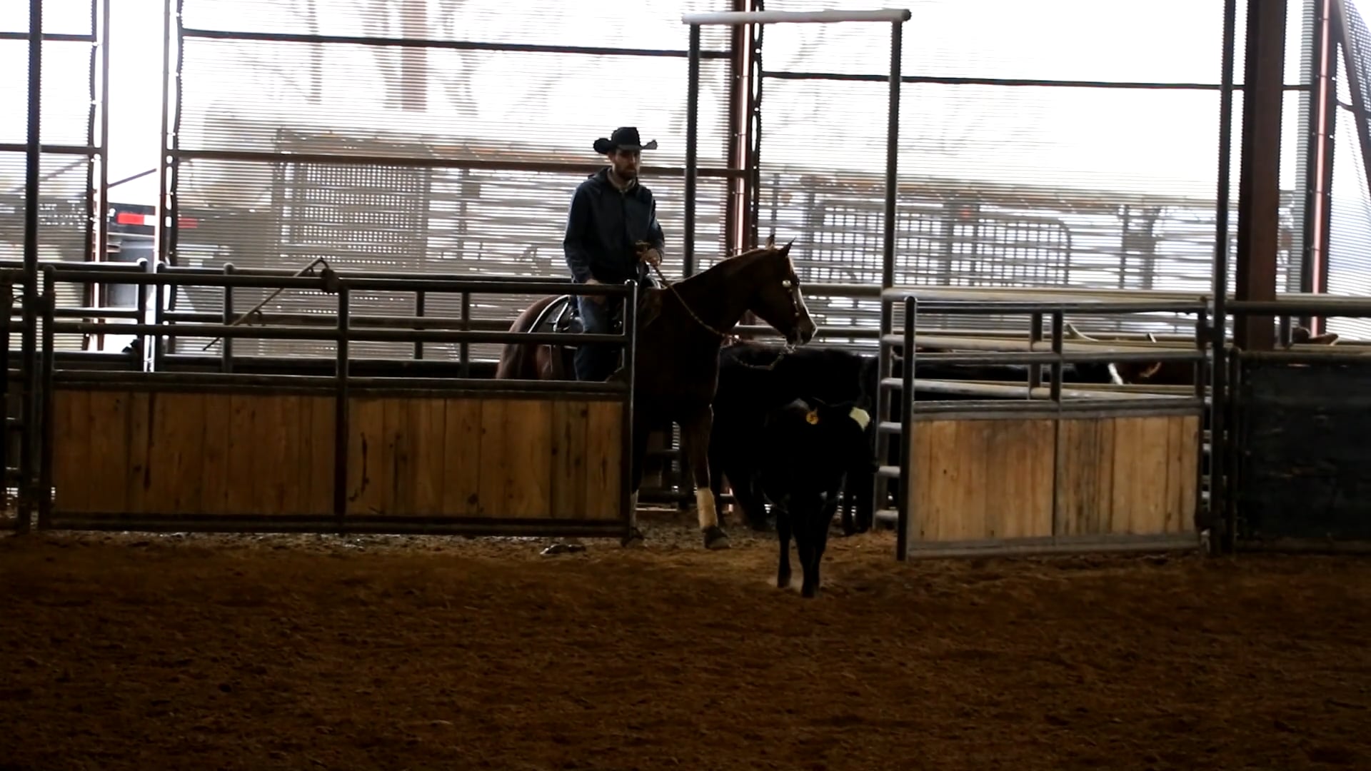 Episode 2: Evaluating a Non Pro Horse on a Cow