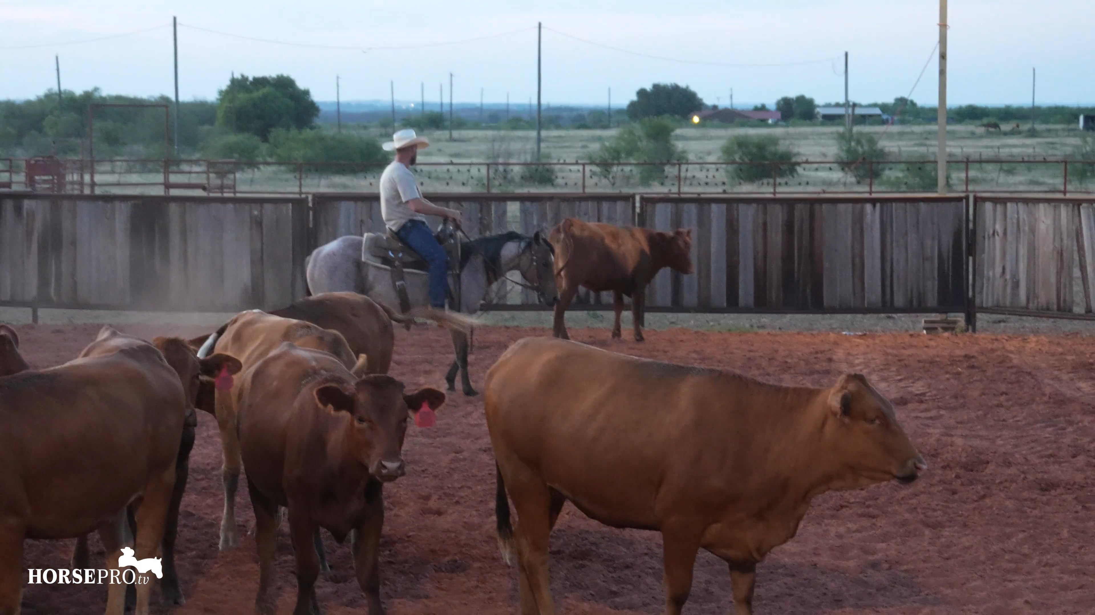 Episode 10: Week 14 on Cows