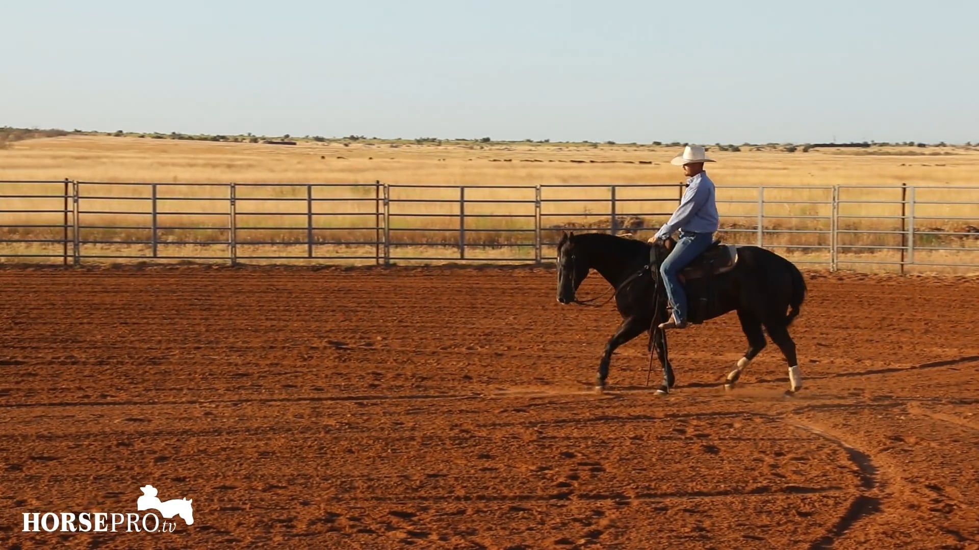 Getting a Bridle Horse Ready to Work on Fencing