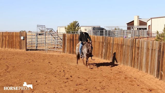 Working a Pushy Colt