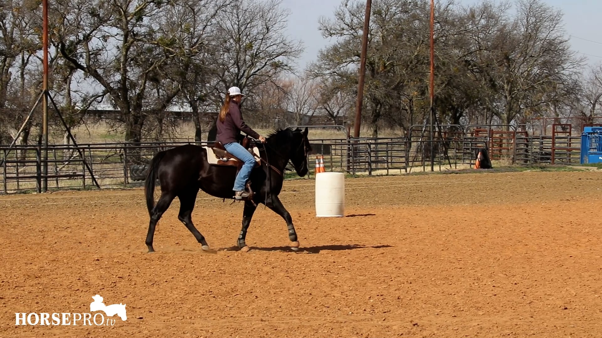 Working an Off the Track Mare