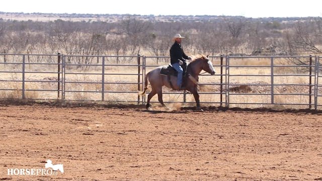 Working on Reining with a 3 Year Old