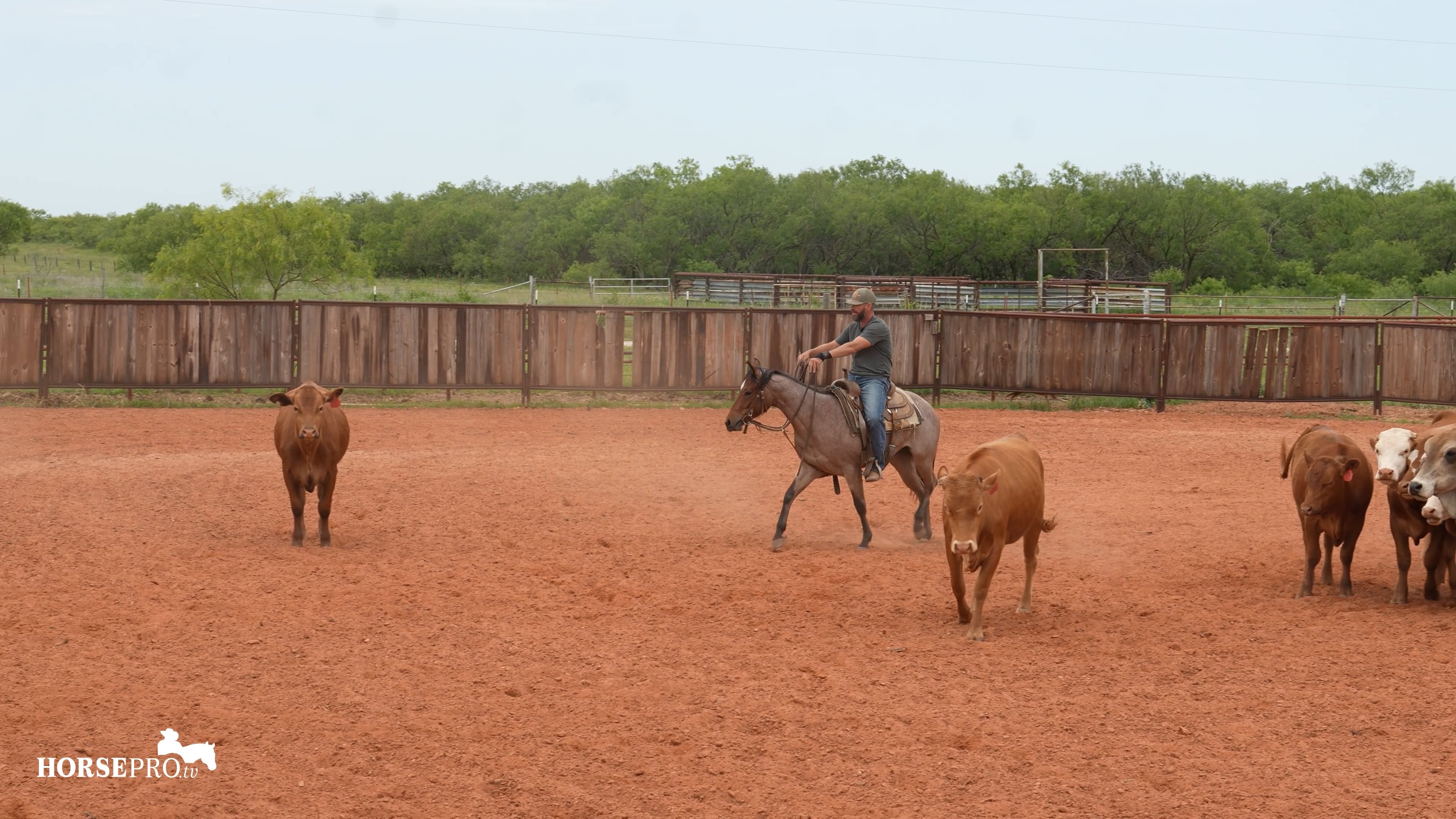 Episode 8: Week 10 on Cows