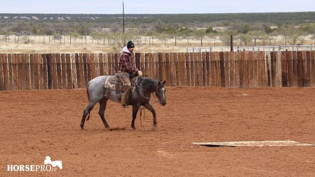 Warming Up and Riding a Young Horse