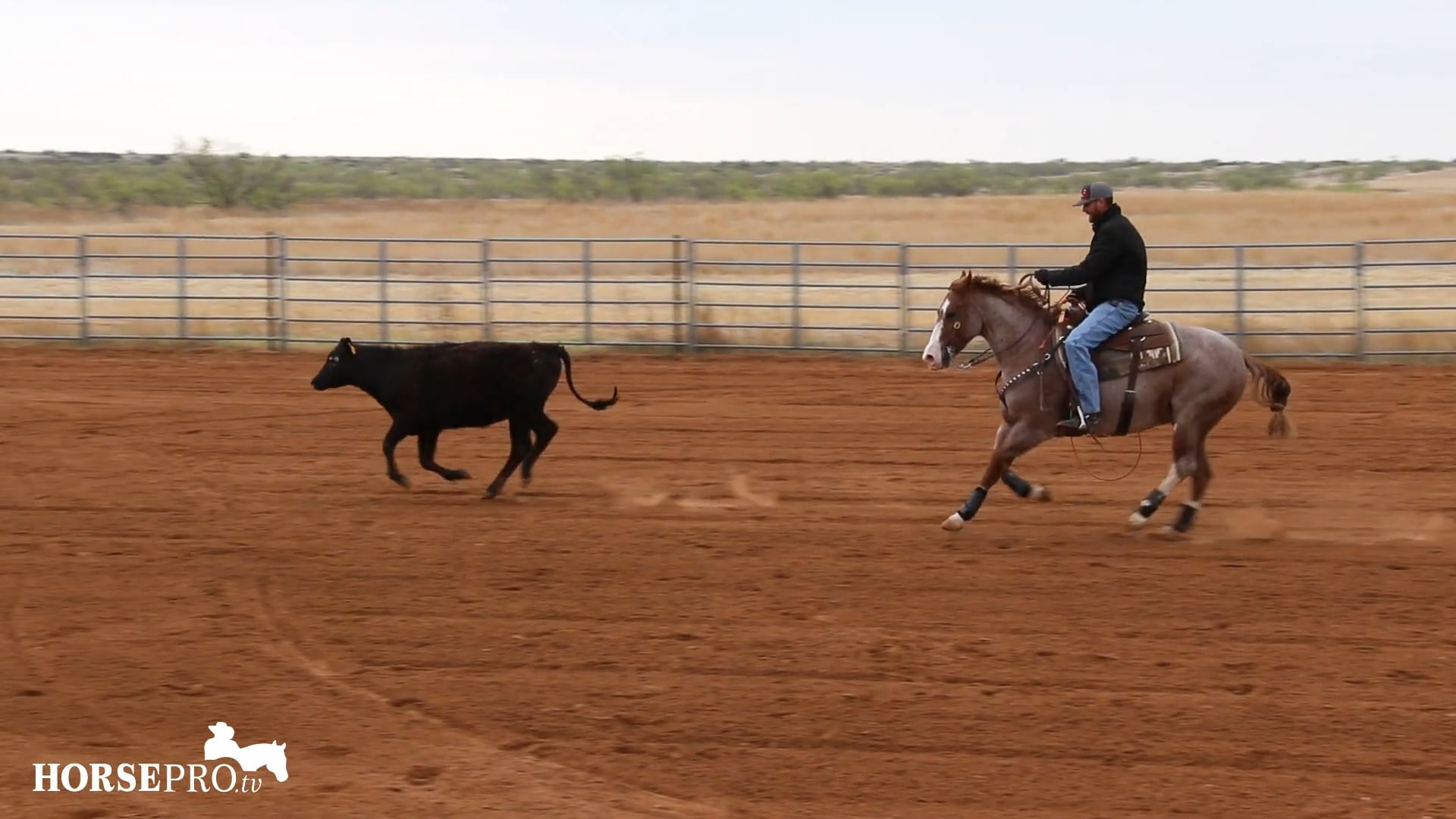 Working a Show Horse on Cows