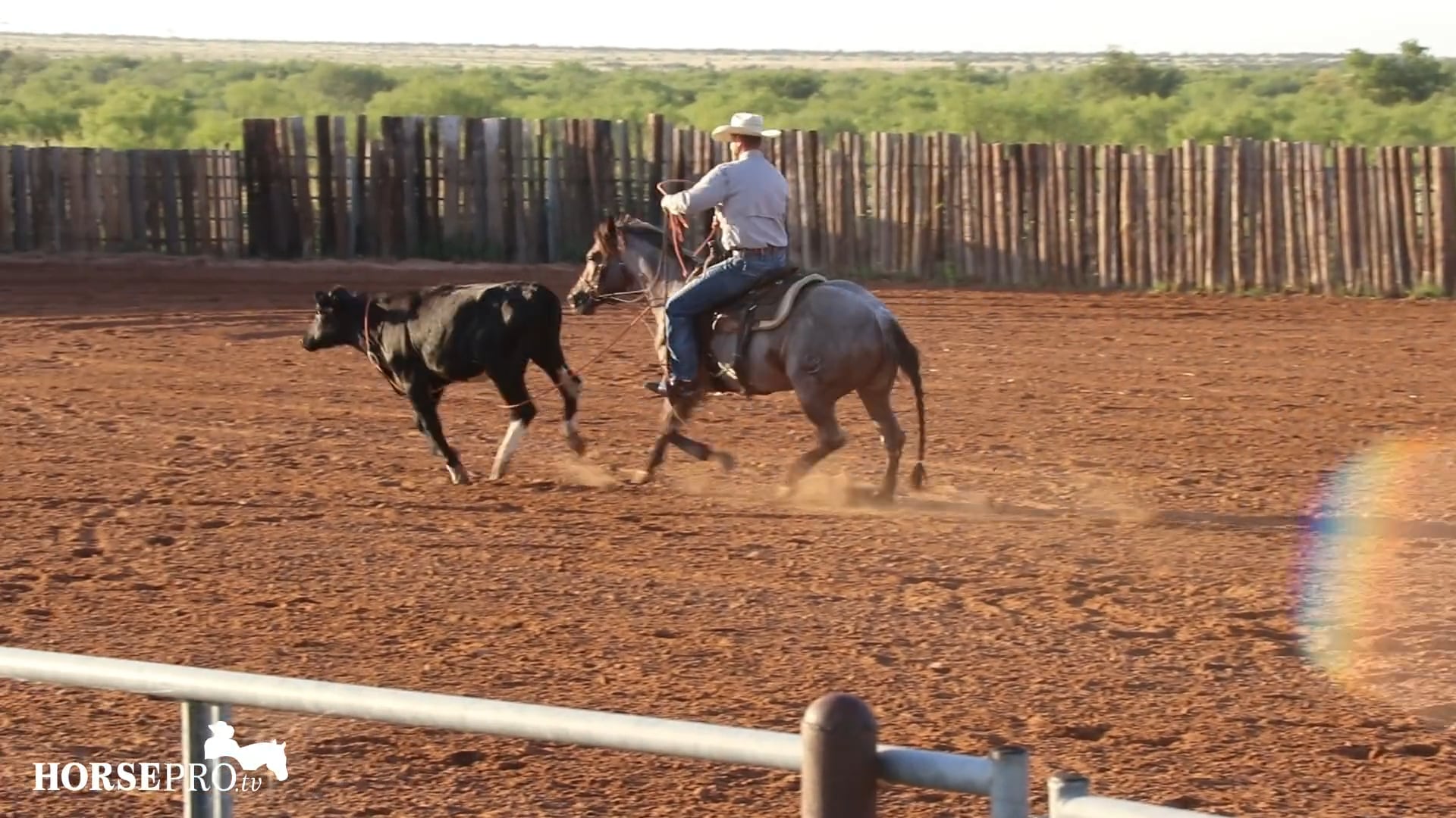 Using Roping to Get a Horse Soft