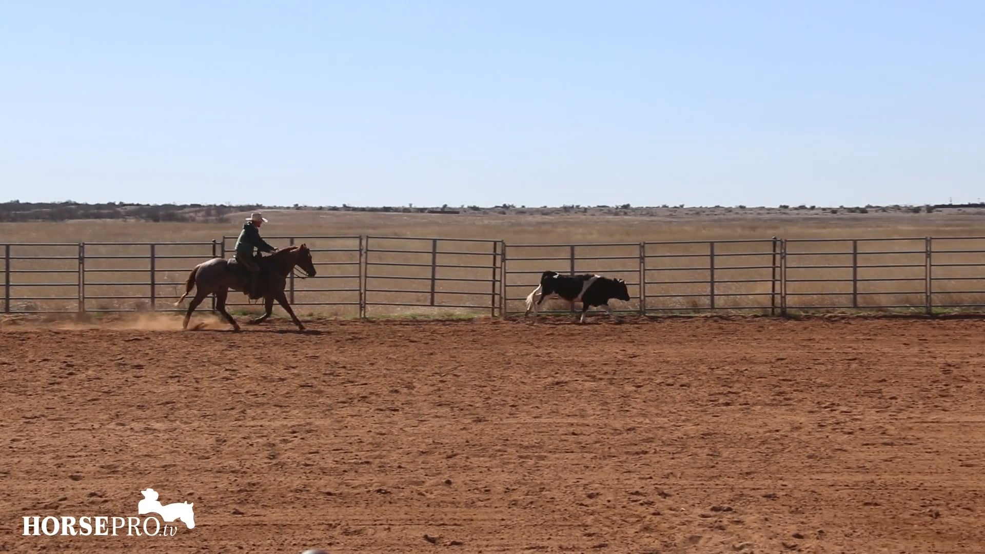 Getting a Show Horse Comfortable with Working a Cow at Higher Speeds