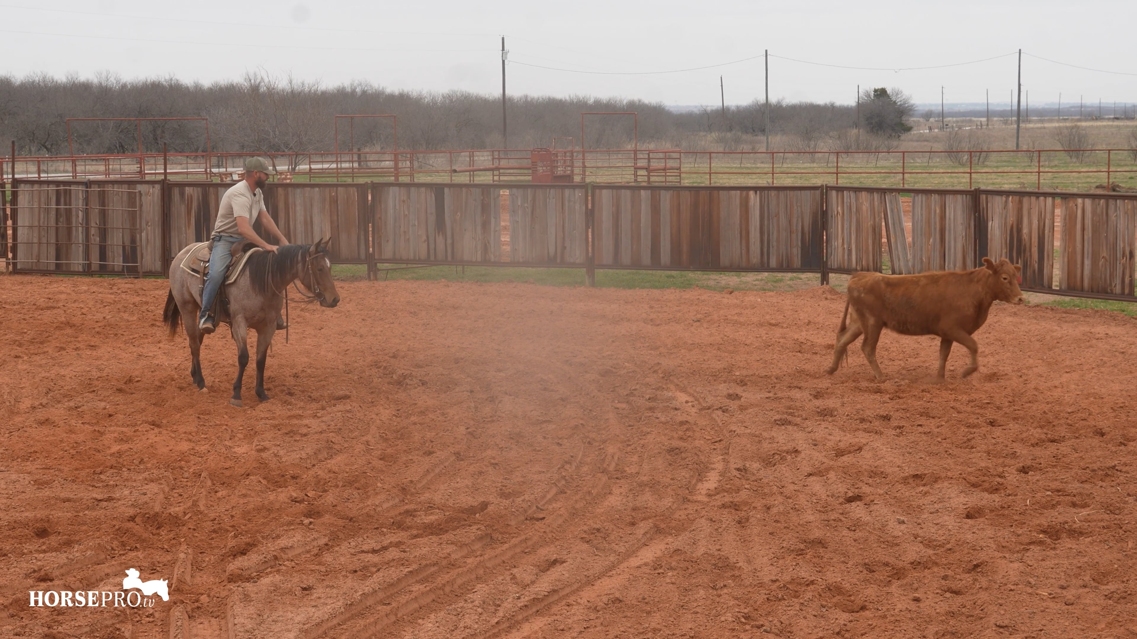 Episode 1: Day One on Cows with Dottie