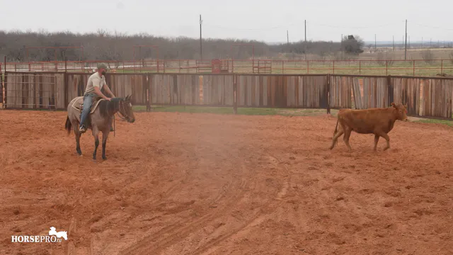 Episode 1: Day One on Cows with Dottie