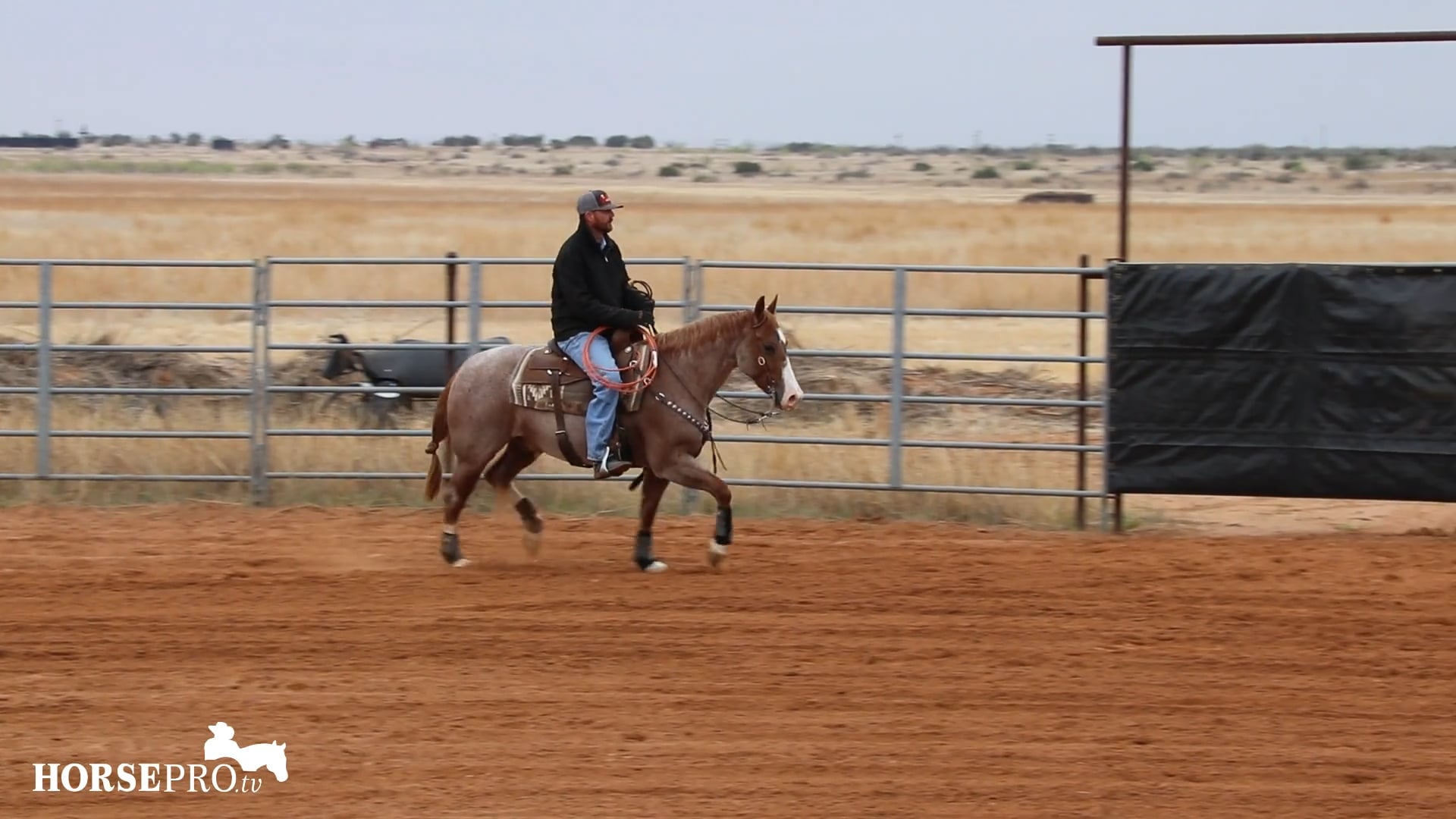 Warming Up a Show Horse to Work Cows