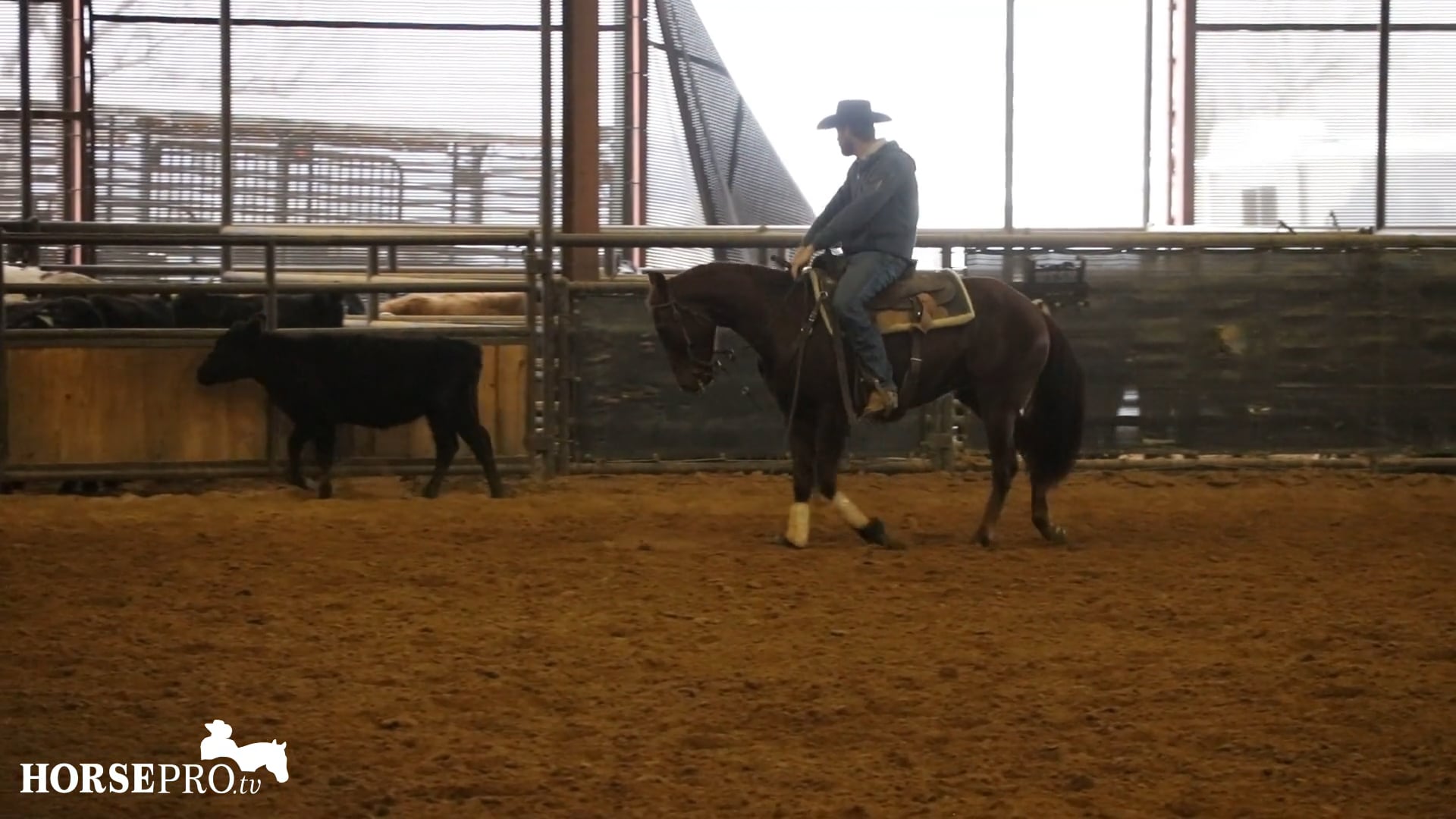 Episode 4: Getting Dakota Hooked and Responsible for Working a Cow