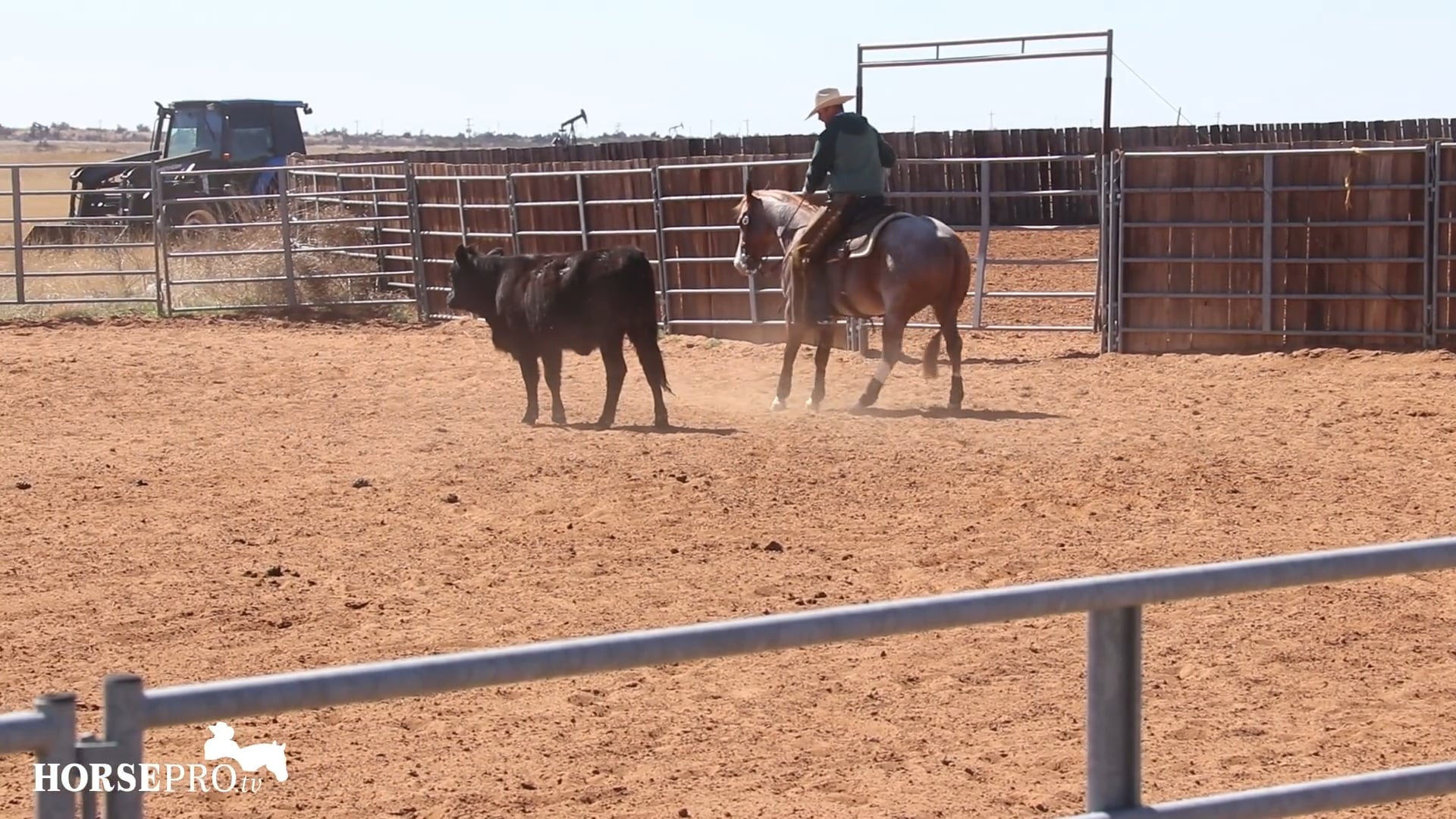 Working a Horse on a Cow after a Show