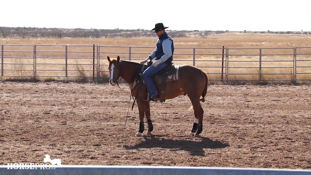 Getting a 3 Year Old Ready to Work Cows