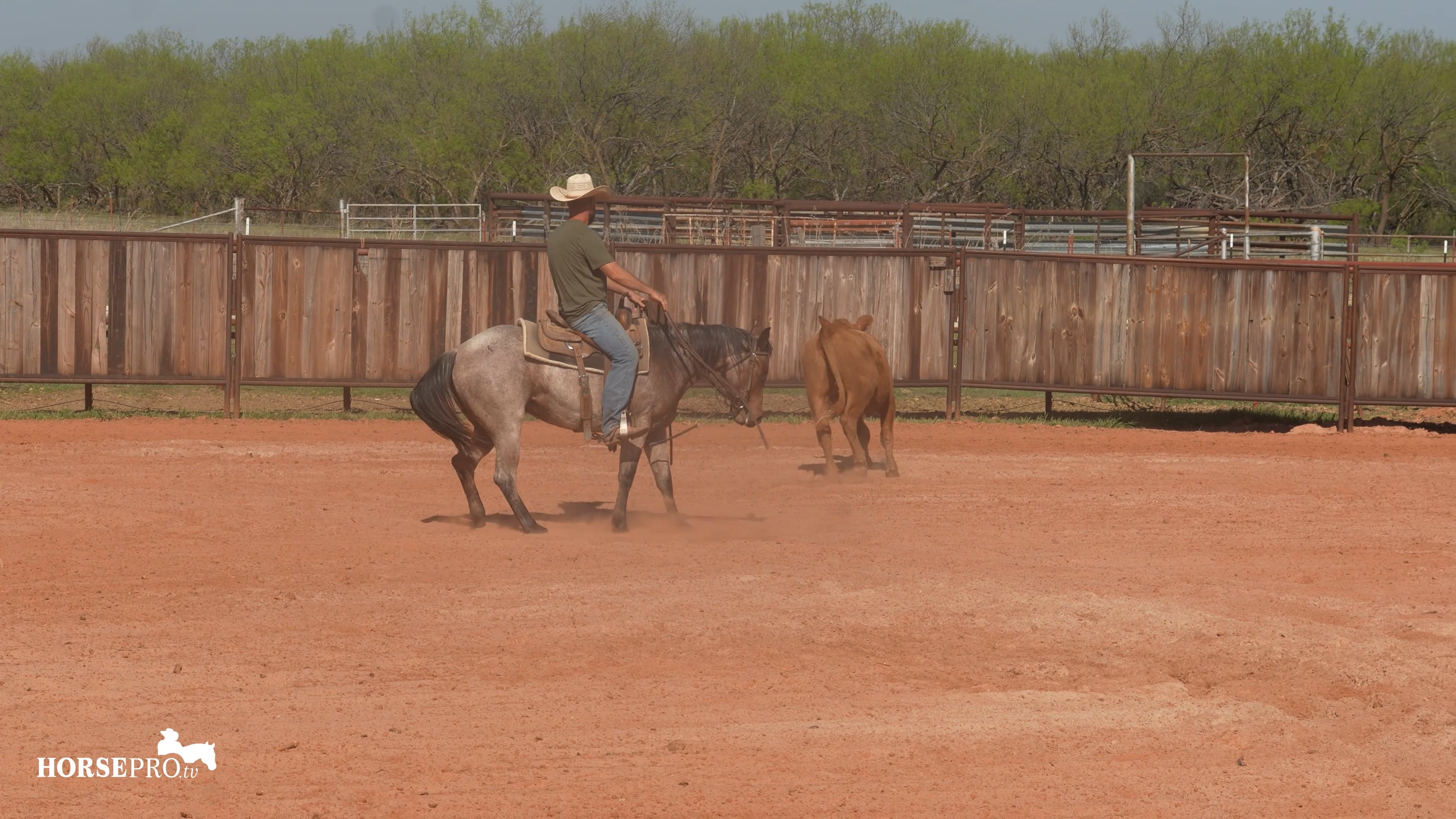 Episode 4: Week 4 on Cows