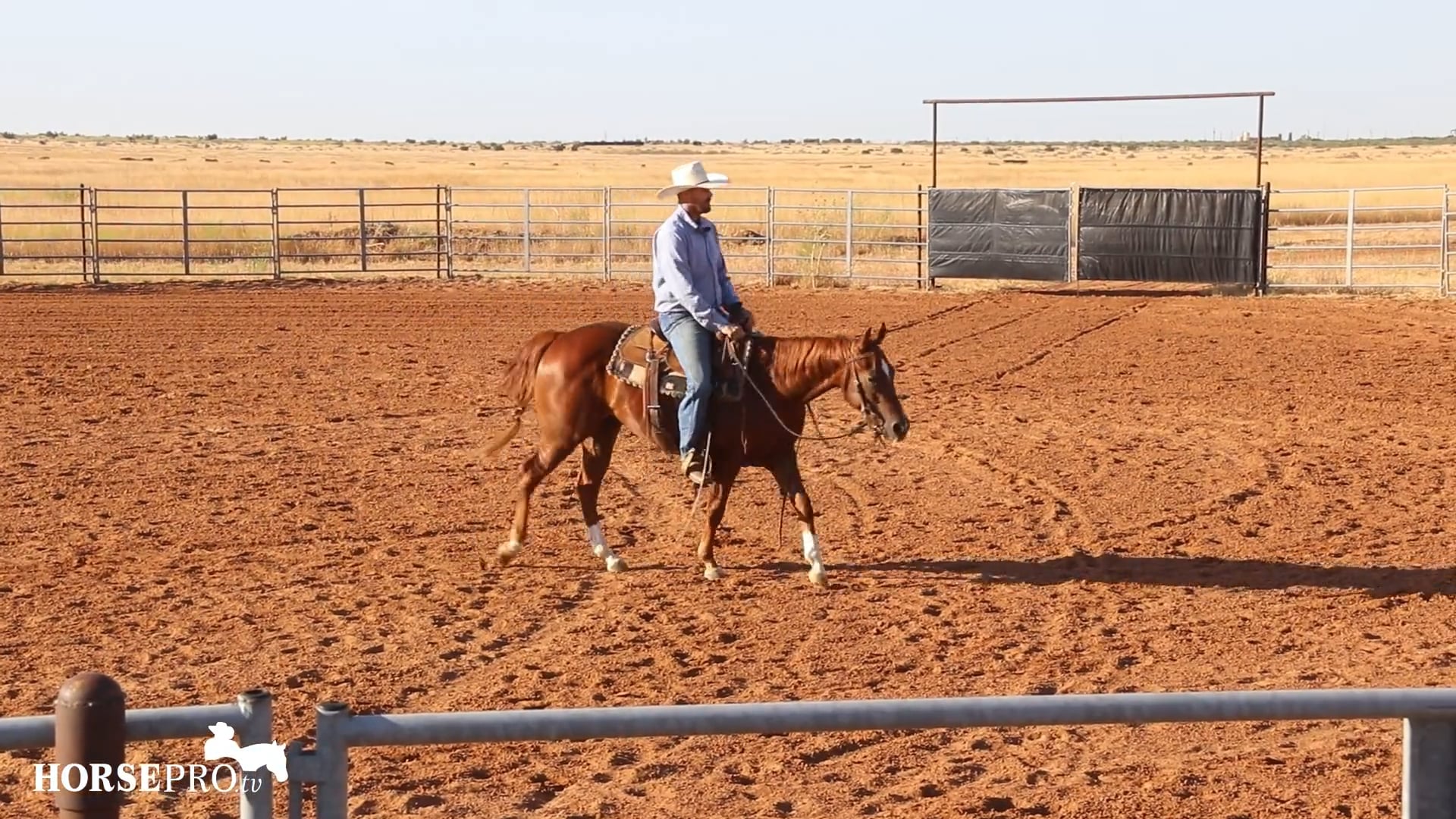 Getting a Green Horse Ready to Work a Cow