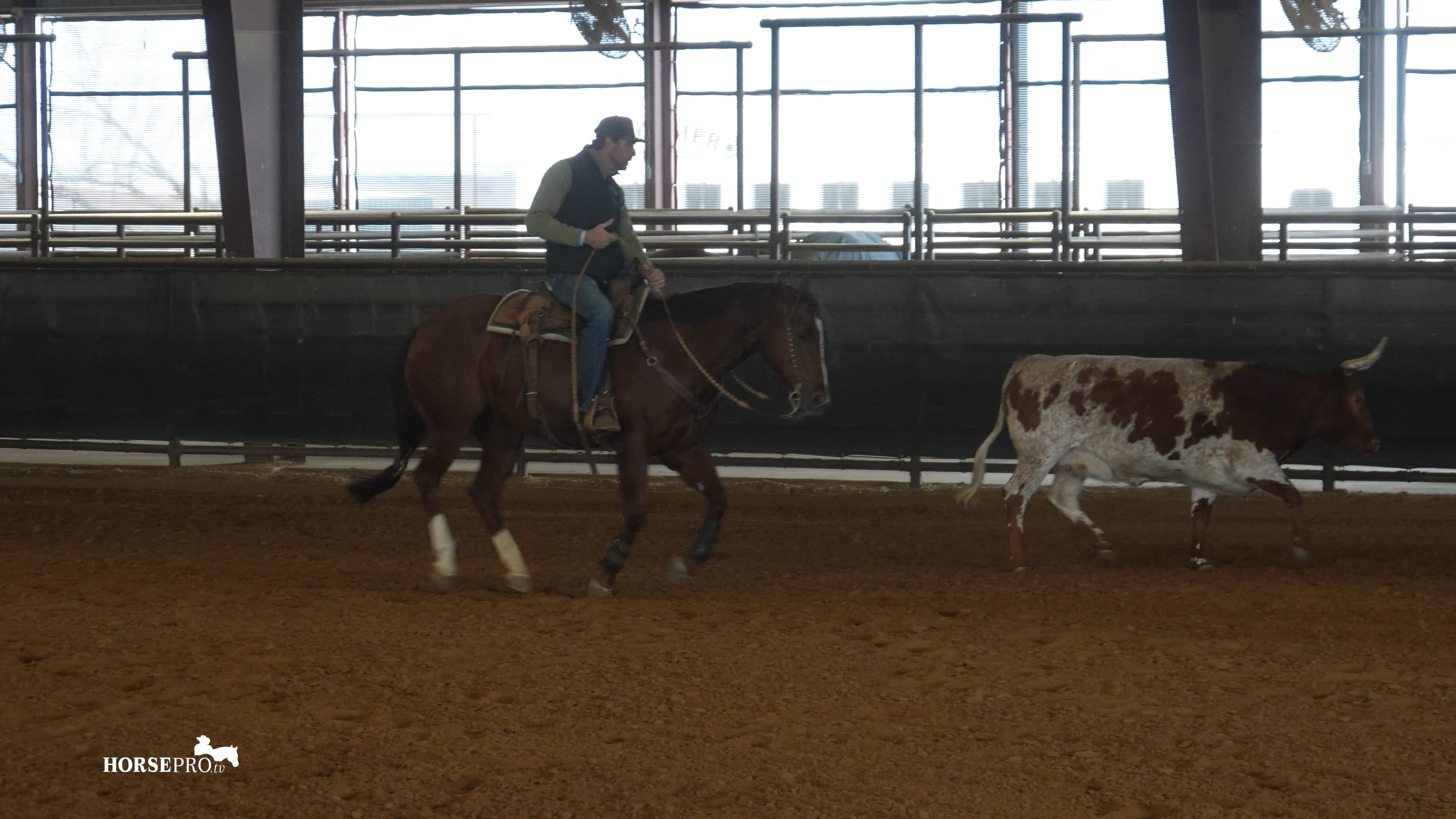Episode 2: Working in the Bridle on a Cow for the First Time