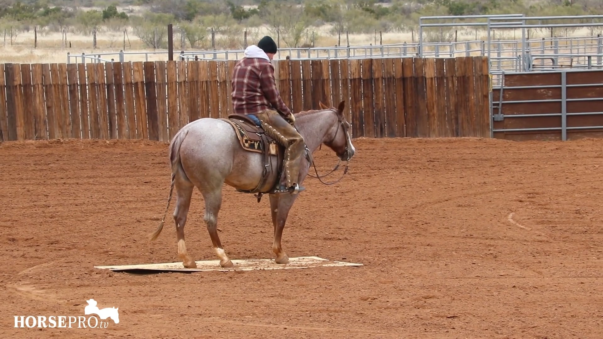 Introducing a Horse to Trail Obstacles