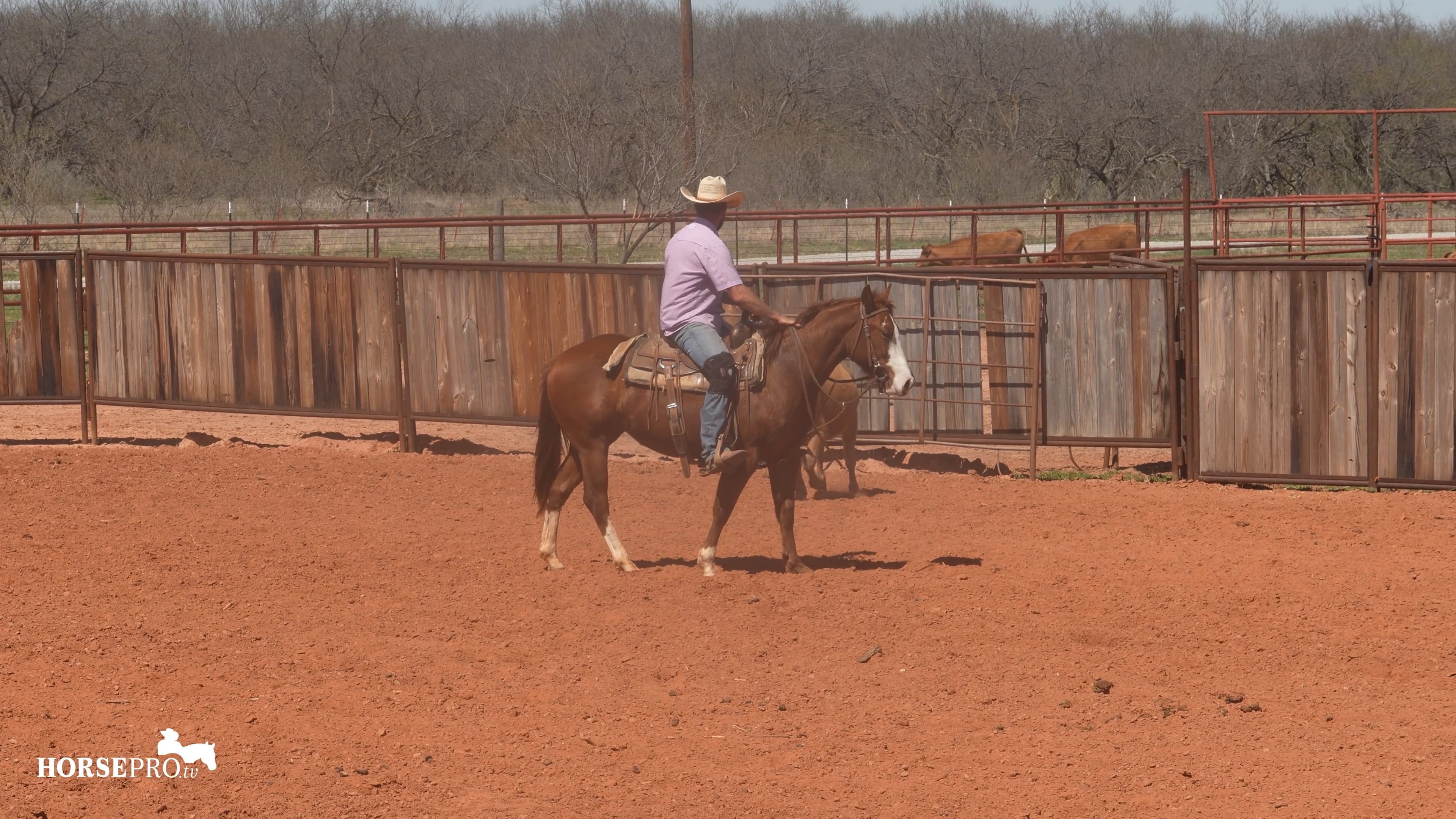 Episode 2: Week 2 on Cows