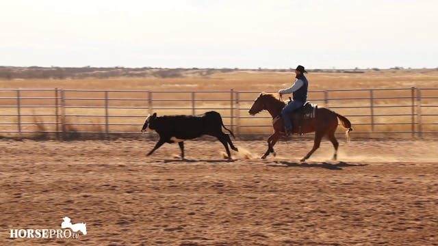 Working a 3 Year Old on Cows