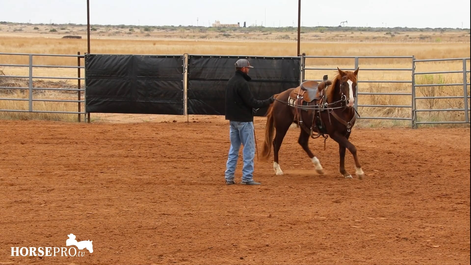 Groundwork with a Stud Colt Before a Ride