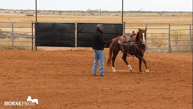 Groundwork with a Stud Colt Before a ...